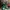 Air Jordan 1 Low Pine Green photo 3