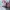 Luxury Minimalist Other Wanita pink red photo 1
