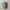PALACE Streetwear Casual Hat Pria Tan