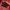 Crop hitam photo 1