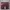 CELINE Luxury Casual Crossbody Bag Wanita burgundy photo 2