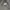 Hoodie Dickies Abu Misty Autenthic photo 2