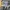 Hoodie Dickies Abu Misty Autenthic photo 3