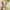 Longdress ala cheongsam photo 3