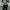 DICKIES 874 LOOSE PANTS photo 3
