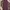 Dickies 874 Icons Regular Maroon