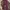 Dickies 874 icons regular Maroon photo 2