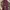 Dickies 874 Icons Regular Maroon
