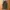 Lizard standard cargo wide pants photo 1