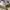 Dickies Casual Formal pants Pria cream tan photo 5