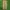 CELANA CARPENTER JUNGLE STROM  photo 4