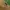 CELANA CARPENTER JUNGLE STROM  photo 6