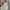 Hush Puppies Harrington Jacket photo 8
