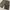 Cinema Cargo Shortpants Dark Brown photo 3