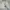 Nepa nylon pants  dark cream photo 3