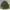JACKET Coat Man's Combat Tropical Canvas Army photo 2