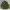 JACKET Coat Man's Combat Tropical Canvas Army