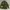 JACKET Coat Man's Combat Tropical Canvas Army photo 1