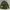 JACKET Coat Man's Combat Tropical Canvas Army