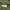 JACKET Coat Man's Combat Tropical Canvas Army photo 4