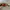 Oakley scar 2001 matte black (ruby) photo 2