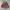 Phenix Streetwear Vintage Windbreaker Pria burgundy photo 2