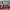 Phenix Streetwear Vintage Windbreaker Pria burgundy photo 4