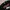 STRAY RATS RODENTICED PIXEL photo 2