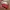 Red Bag (Prior) photo 1