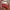Red Bag (Prior)