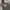 Hoodie Dickies 1922 photo 2