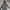 Hoodie dickies Velvet since 1922 grey photo 2