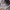 Hoodie pancoat 3 colours pop duck grey blue pink photo 4
