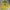 Hoodie Zipper pancoat pop dragon yellow photo 1