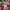 nike air jordan 1 low pinksicle photo 5