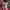 nike air jordan 1 low pinksicle photo 4