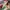 H&M Luxury Casual Crop top Wanita white pink photo 1