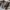 Corduroy cargo pants Multi pocket By polo Ralph Lauren  photo 6
