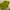 Minimalist Casual Crop top Wanita green photo 4