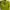 Minimalist Casual Crop top Wanita green photo 3