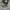 Converse 70s x CDG Low Black White photo 1