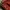 CPDK LIFE -cammo cap photo 6