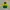 The North Face Outerwear Kids Yellow Green