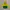The North Face Outerwear Kids Yellow Green