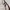 Alba optics Vzum glasses Brown photo 5