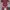 Korean dress maroon cheongsam puffy dress photo 3