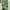 Camo pnts militery photo 2