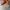 Converse Vintage Sportswear Sneakers Wanita orange white photo 2