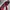 Japanese brand Luxury Pria multicolor photo 5