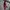 Japanese brand Luxury Pria multicolor photo 2